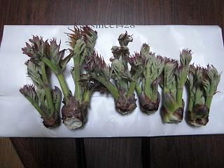 ◆タラの芽収穫しました。　　　＠＠＠