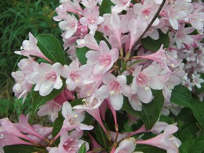 ◆『たにうつぎ』この花の満開時期が目印です。　　＠＠＠