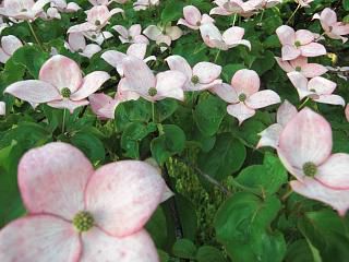 ◆この花は　　『ハナミヅキ』　/*/*/*/*＠