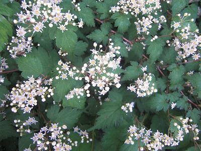 ◆この花は　　　/*/*/*　　＠＠＠