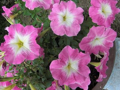 ◆他人様の庭の花　　　＠＠＠