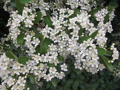 ◆この花は冬に鳥のえさになります。　　＠＠＠
