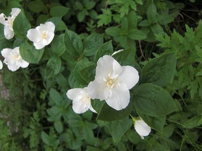 ◆この花は　　　＠＠＠