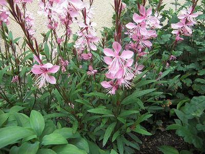 ◆人様の庭の花　　　＠＠＠
