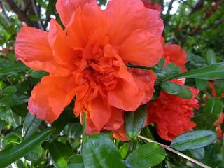 ◆ザクロの花　　＠＠＠