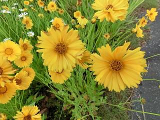 ◆中央公園の花々　　＠＠＠