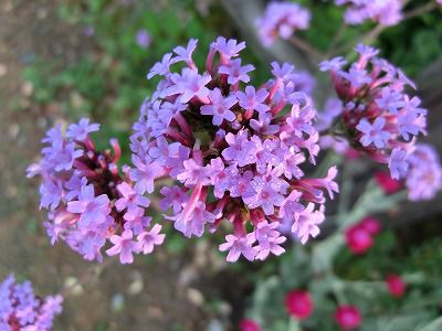 ◆この花は　　/*/*/*/＠＠＠