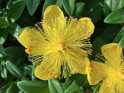 ◆これも黄色　　高畠駅前通りの花々　　＠＠＠