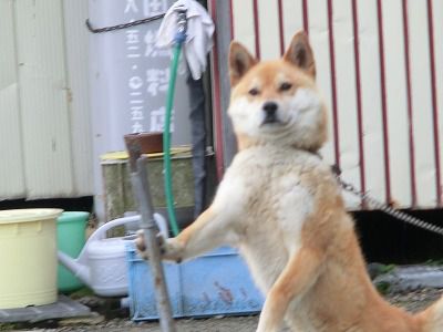 ◆ワン公も元気でした。　　　＠＠＠