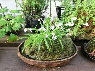 ◆盆栽が梅雨に濡れています。　　＠＠