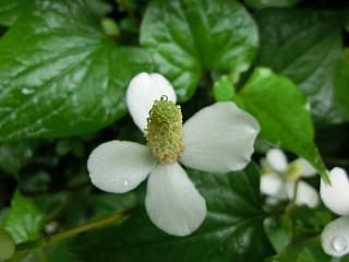 ◆ドクダミの花も満開です。　　＠＠＠