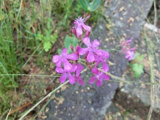 ◆野草の花　　　＠＠