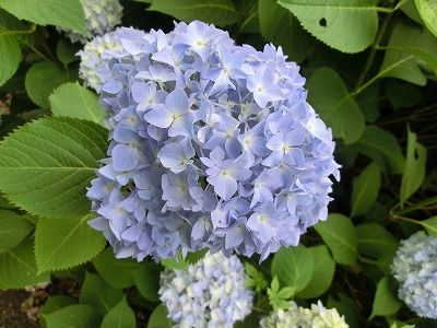 ◆アジサイも色づき始めました。　　＠＠＠