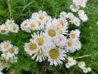 ◆山里の花　　　＠＠＠