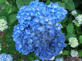◆紫陽花が色づき始めました。