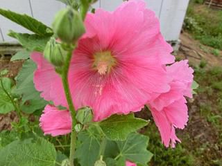 ◆この花も道端のわきに　　＠＠＠