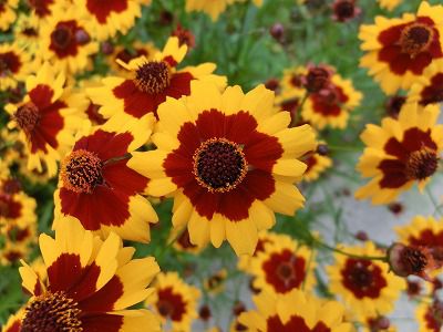 ◆この花は　　　＠＠＠