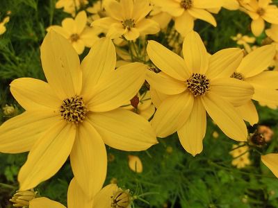 ◆この花は何か　　名知らず　　　　＠＠＠＠