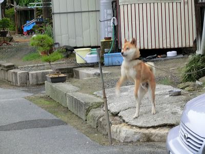 ◆本日のワン公　　　　＠＠＠