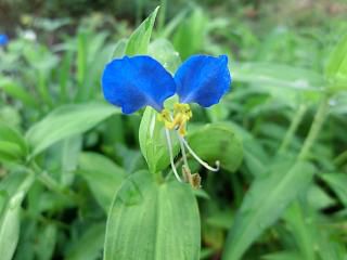 ◆インキバナ　開花しました。　　＠＠＠
