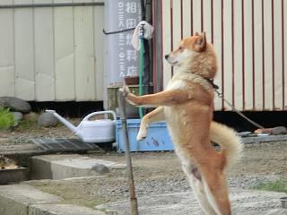 ◆今朝のワン公　　＠＠＠