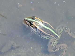 ◆かえるも水遊び　　か　　＠＠