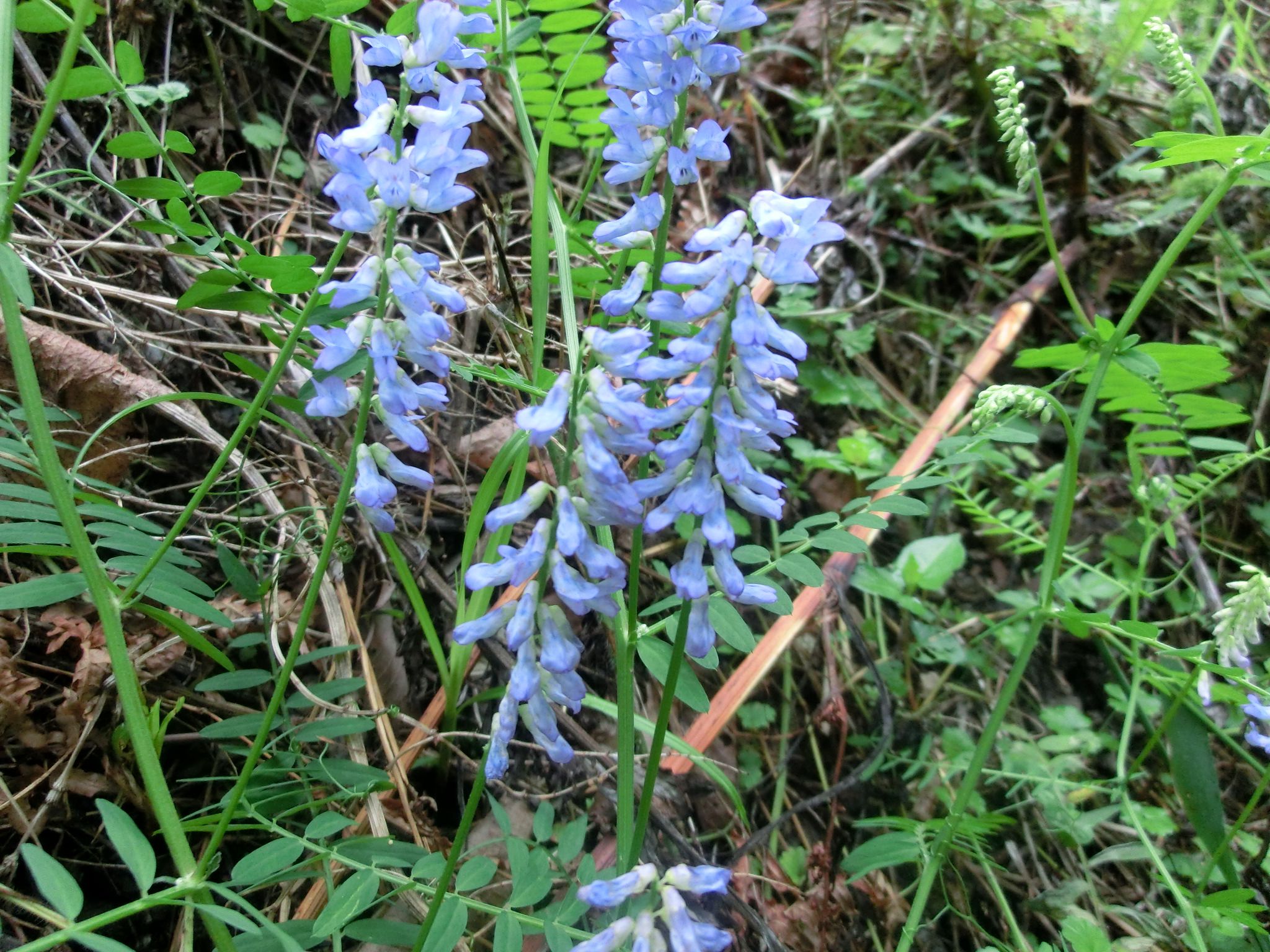 ◆野の花　　＠＠＠