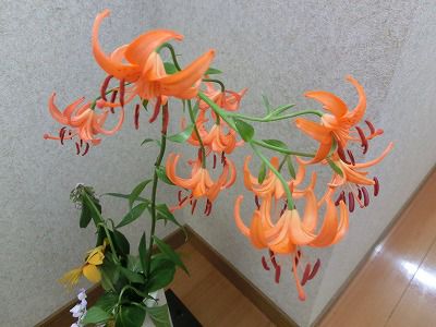 ◆くるまゆりのある世界　　＠＠＠