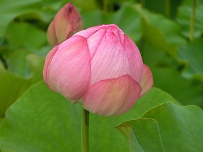 ◆高畠町歴史公園のはすの花　　　＠＠＠