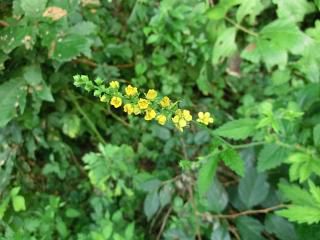 ◆秋の草花か　　　＠＠＠