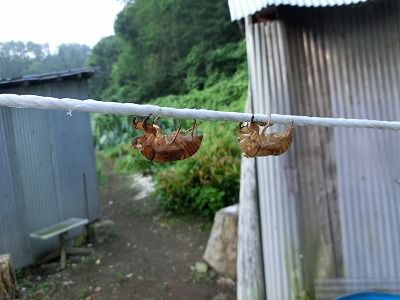 ◆夏休み学習会　このセミのからは　　＠＠＠