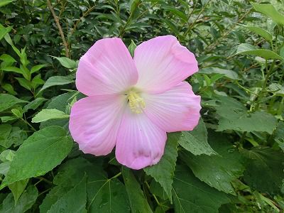 ◆巨大な花　　昼顔でしょうか　　　＠＠＠