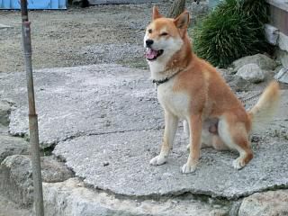 ◆鈴沼のワン公　　　＠＠＠