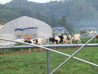 ◆土屋牧場の朝は　　　＠＠＠
