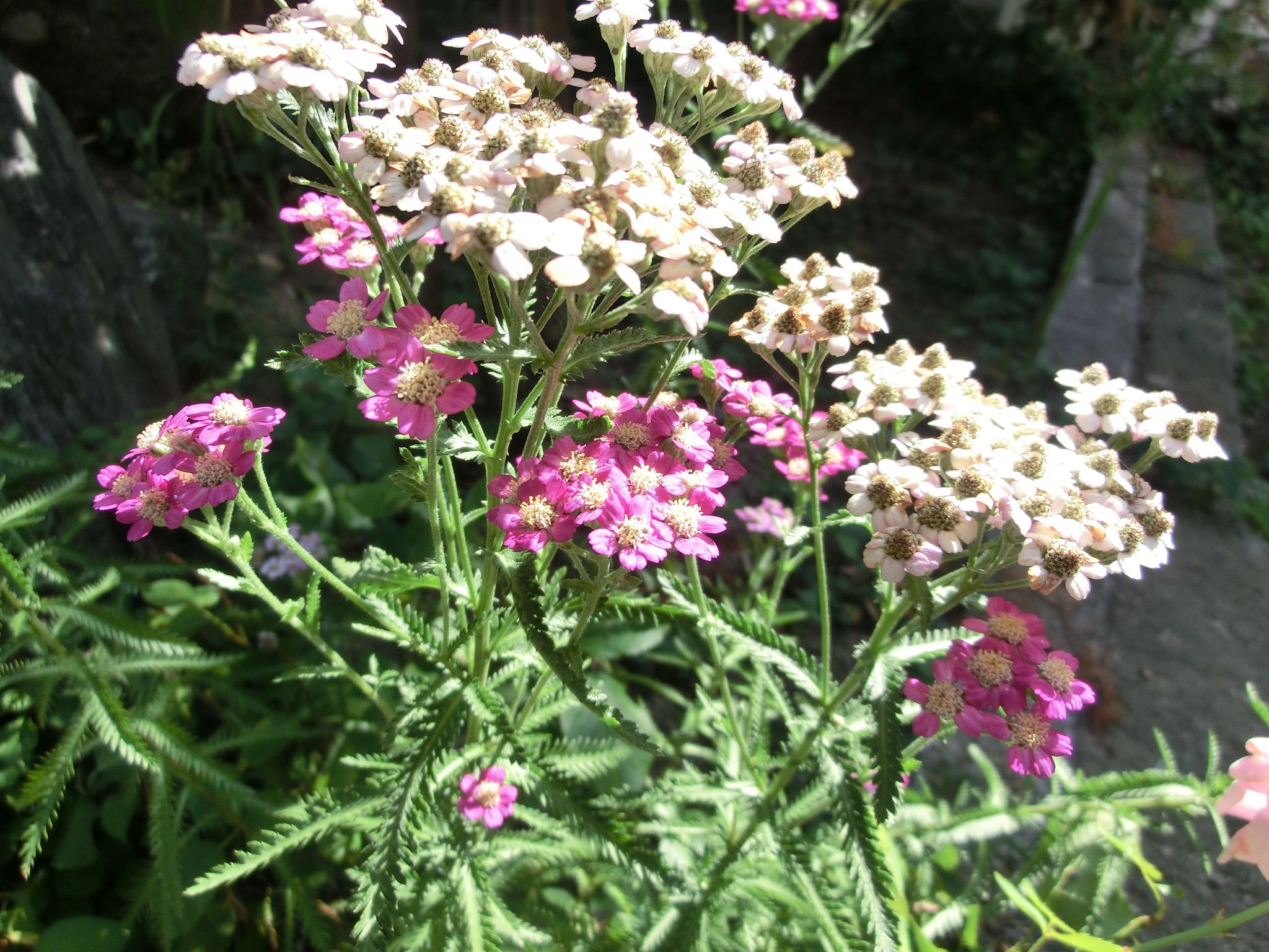 ◆１本の茎に２色の花　　　＠＠＠