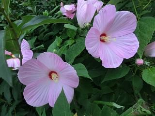 ◆いつの間にか花が増えています。　　＠＠＠