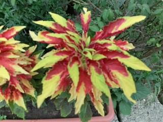 ◆葉か花か　　　＠＠＠