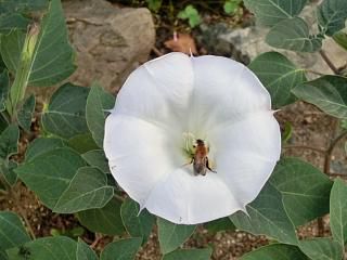 ◆蜂と花　　　＠＠＠