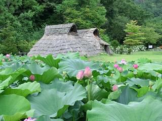 ◆歴史公園のはすの花　　　＠＠＠
