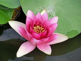◆歴史公園のはすの花　　＠＠＠