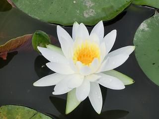 ◆歴史公園のもう一つはすの花　　＠＠＠