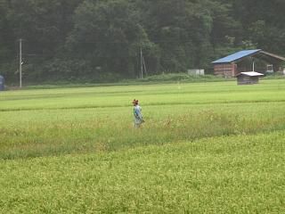 ◆田んぼの色も黄色がかってきました。　　＠＠＠