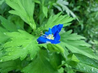 ◆今のインキ花　　＠＠＠