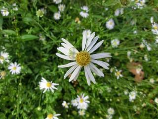 ◆キク科の花でしょうか　　＠＠＠