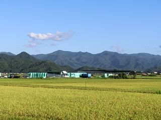 ◆間もなく黄金の絨毯が見られます。　　＠＠＠