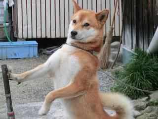 ◆おまえまた来たか　　＠＠＠