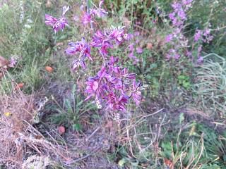 ◆萩の花の咲き始めました。　　　＠＠＠