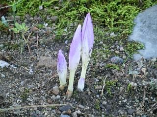 ◆コルチカムついに開花　　＠＠＠