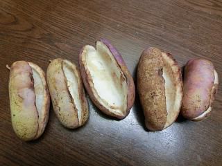 ◆あけびが食べごろになりました。　　　＠＠＠