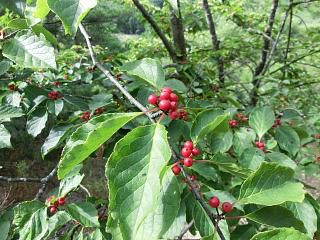 ◆文殊山登山道の植物　　『青肌』　＠＠＠